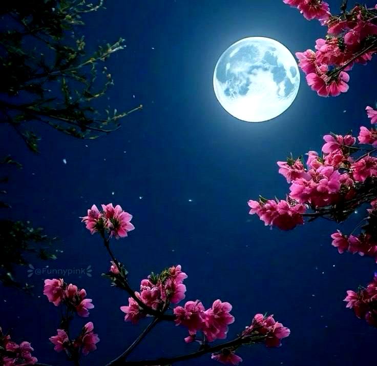 ♦️🔷ذهن برتر🔷♦️: 💯 #ذهن_برتردر این لحظات زیبای شب ؛از خدا میخواهم، دردها و غمهایتان پایان پذیرد، تا طعم خوش زندگی را بچشید، و انشاءالل