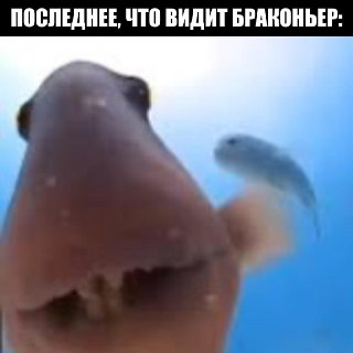 Рыбу, незаконно выловленную браконьерами, будут проверять после изъятия и возвращать в водоёмы, если особи живы. Сейчас в воду отпускают только ценные виды — осетра и лосося. Новая инициатива Госдумы предлагает обязать инспекторов Росприроднадзора осматрив