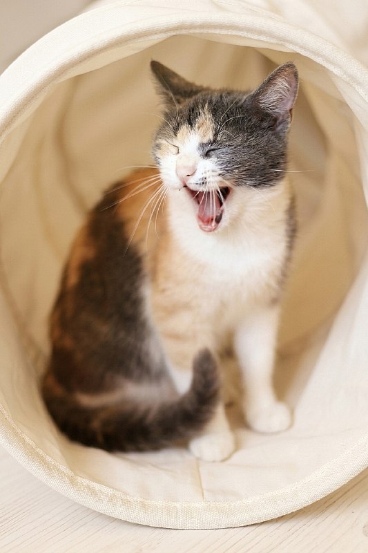 Чупа и Стиви — фото 1