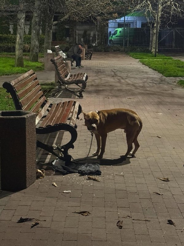 הרשת סיפרה את סיפורו של הכלב ליאון, שבעליו נלקח על ידי TCC, והוא השאיר את החיה קשורה לספסל בפארק עם פתק. מש…