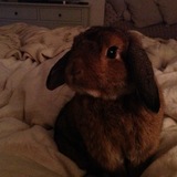 Choco-Bunny .