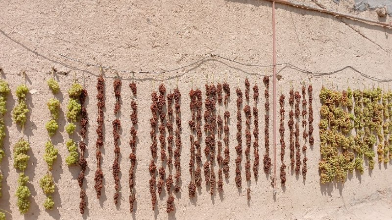 اخبار بخش سنخواست: آغاز برداشت انگور در باغات روستای دربند، واقع در بخش سنخواستامسال کیفیت و کمیت انگور در باغات دربند رضایتبخش ارزیابی م