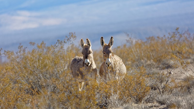 A day to bray aboutDonkeys in a valley near Rhyolite, Nevada (© Moelyn Photos/Getty Images)