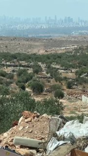 הכיבוש עוקר מאות עצי זית במהלך פעולות הדחפור והחבלה שהוא מבצע מזה חמישה ימים באדמות העיירה דיר בלוט, ממערב…