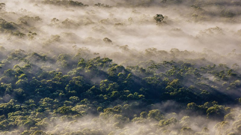 A eucalyp-tastic viewEucalyptus trees, Megalong Valley, Blue Mountains National Park, NSW, Australia (© Andrew Peacock/TANDEM Stills + Motion)
