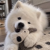 Какое я животное confession