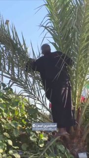 זקן עיראקי, יחף, מטפס על עץ דקל בין ההמונים בניסיון לראות את ארונו של האימאם ההרוג עלי אל-חוסייני חמינאי (י…
