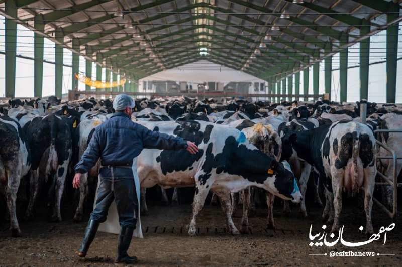 اصفهان زیبا: 🔺️صادرات دام التیامدهنده یا ملتهبکننده بازار اصفهان؟حسن جعفری، رئیس اتحادیه دامداران اصفهان در گفتوگو با اصفهان زیبا: