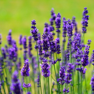 Telegram profile photo for Plantas Dulce Revolución