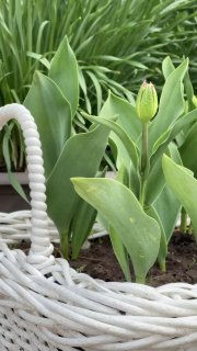 Вот моя самая первая корзинка из ротанга, в которой я выращиваю тюльпаны Вообще по плану там должен был расти сорт Анжелика , в приятном нежно-розо... - изображение 8 - моя, самая, первая