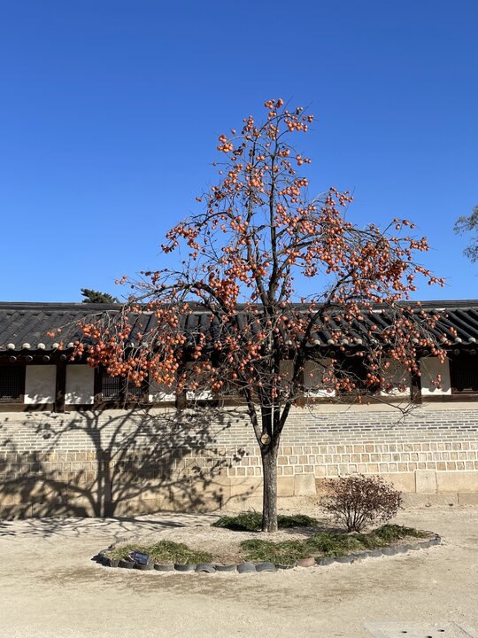 再來一趟，重新認識首爾。