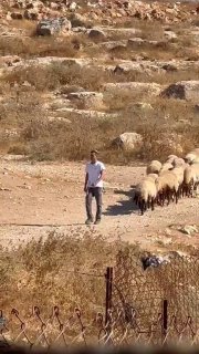 مستوطنون يقتحمون خربة الخرابة بالسموع ويرسلون مواشيهم للمساكن