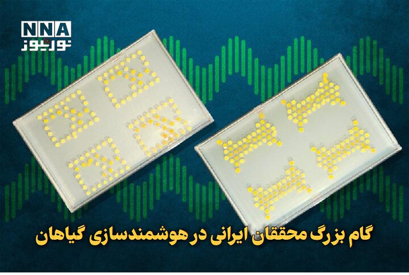 نورنیوز: ✅ گام بزرگ محققان ایرانی در هوشمندسازی گیاهان🔹 پژوهشگران با رهبری حمید دوست‌حسین، موفق به مهندسی باکتری‌هایی شدند که به‌