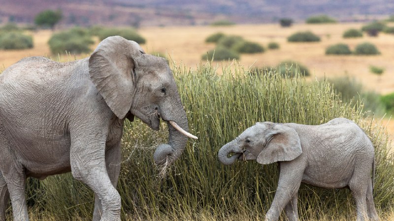 Feasting in the tall grassDesert elephant with calf feeding on tall grass, Namibia (© Christophe Courteau/Minden Pictures)