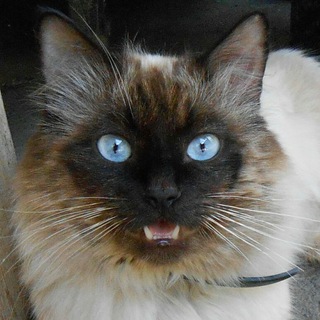 Национализм и котики Telegram Group Link