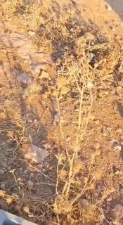 الاحتلال يعتدي على فلسطيني بالضرب قبل اعتقاله في بيت فوريك