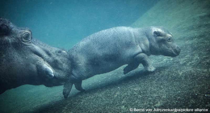 Бегемотику из Берлинского зоопарка выбрали имя из более чем 20 тысяч вариантовВилли Виляй-Ушки или Вилли Шевелящиеся-ушки  (Willi Wackelöhrchen) - так назвали бегемотика, родившегося в Берлинском зоопарке в конце сентября. Чтобы найти подходящее имя, зоопа