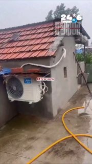 על רקע גל החום באירופה: בסין מציגים חזירים נהנים ממיזוג אוויר