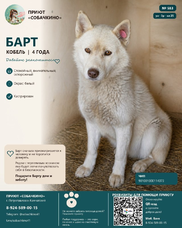 Барт ищет дом. ❤️
Щенячья серьёзность и море...