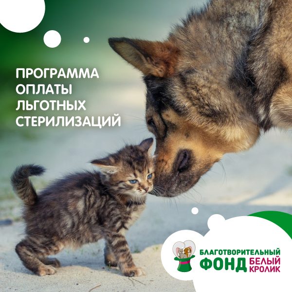 В июле наш приют вновь принял участие в программе...