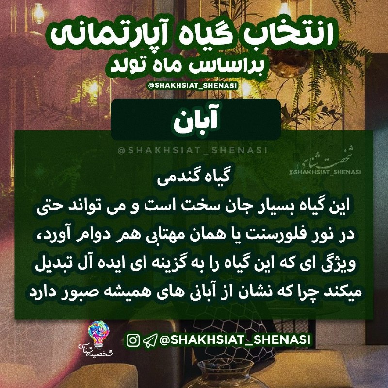 شخصیت شناسی: 💡گیاه آپارتمانی بر اساس ماه تولد 🪴🍀 #آبان 🌿 💡شخصیت شناسی 👇https://t.me/joinchat/AsUKhDukJFl2EN4x19EZoA