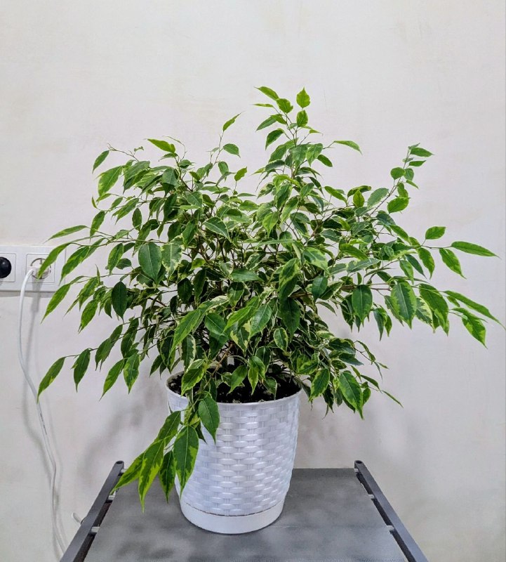 Продаю комнатные растения: — фото 1