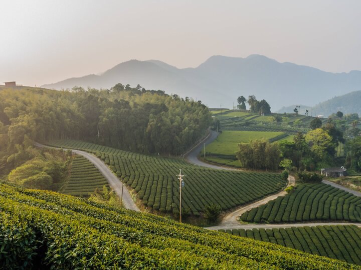 上山住一晚One Night In Ruifeng｜竹林、茶園、螢火蟲，在瑞峰放慢腳步生活