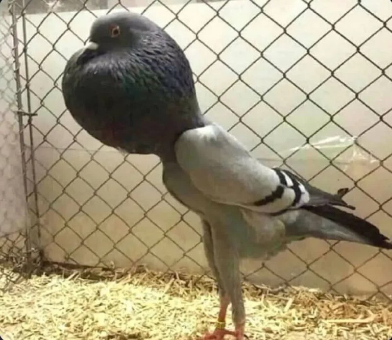 شعر طنزو دلنوشته ناب: وقتی يه خانومى دو روز يه رازى رو پنهان می‌کنه ... 🤭