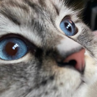 Telegram profile photo for Special Kherson Cat 🐈🇺🇦