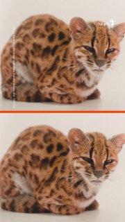 Researchers have identified an unknown species of wild cat in the cloud forests of Bolivia; The first new living species of the cat family to be officially named and described after more than a century.