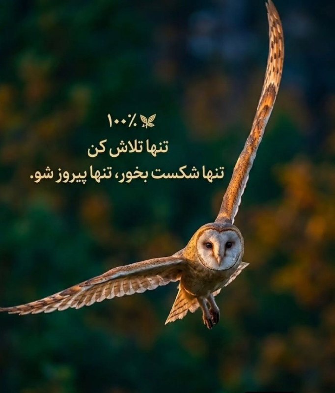🎆🎀 فتونایس 🎀🎆: تنها تلاش کن....#عکس_نوشته 🌻🍃@photoniceee✿࿐༅࿇༅࿐✿
