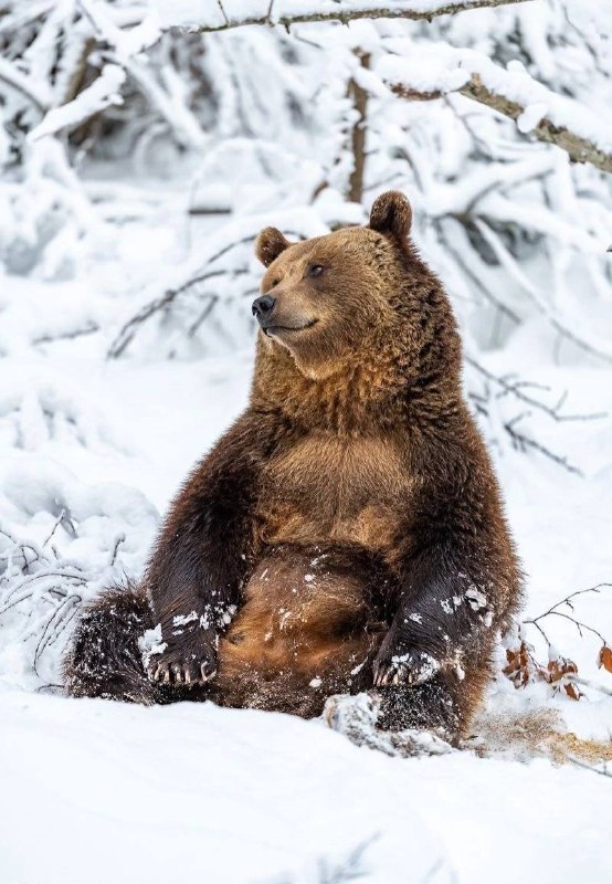 Самое красивое зимнее украшение это конечно же, снег! Он превращает природу, любой город и дом в сказочное и волшебное пространство, погружая нас в... - изображение 9 - снег, дома, telegram