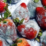 🎃🍓Клубничный вирус 🍓🎃