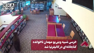 נורונמה | דוב הדומה לפו הדוב הפך לאורח לא קרוא בספרייה בקליפורניה