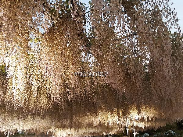 [東京] 世界最美的花卉公園 足利花卉公園-150年大藤