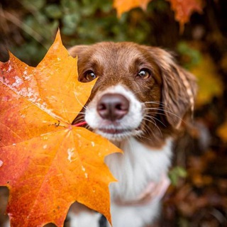 Собаки Кунцево🐶