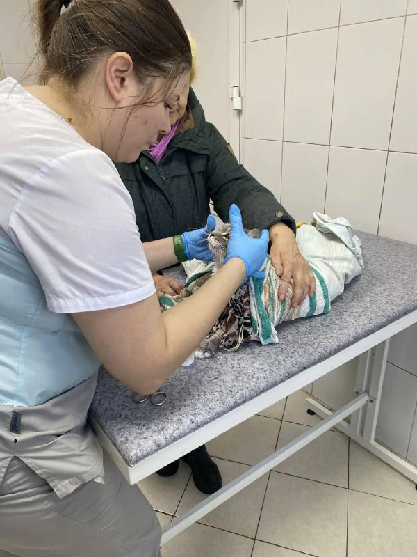 Пенсионерка случайно постирала кота в машинкеВетеринары Усольской станции по борьбе с болезнями животных несколько часов боролись за жизнь кота, которого пенсионерка случайно постирала в машинке вместе со шторами. Об этом сообщает Ассоциация ветеринарии Ир