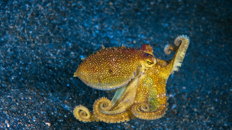 Ocean's eightMototi octopus, Lembeh Strait, Indonesia (© Howard Chew/Alamy)