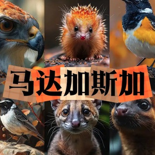Telegram profile photo for 马达加斯加宝藏华人群