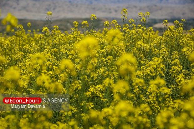 اقتصاد فوری 📈: پیش‌بینی افزایش تولید کلزا به ۴۰۰ هزار تن در سال آیندهعطااله‌هاشمی، رئیس بنیاد ملی گندمکاران در گفت‌وگو با مهر:🔹در صورت 