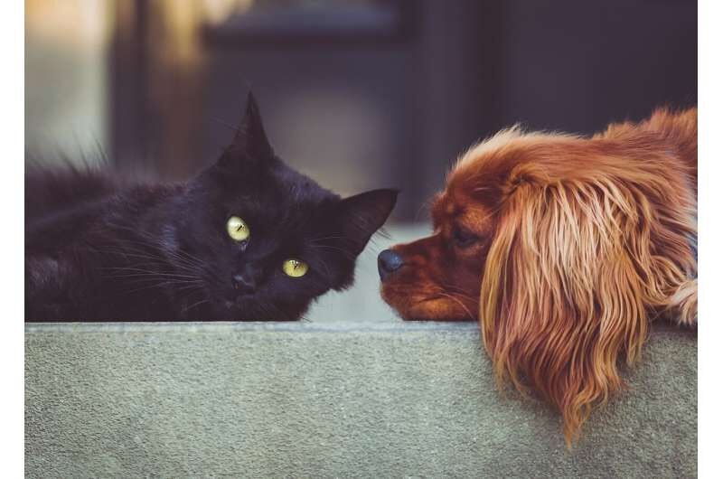 antibiotic resistance in pets; Global warning