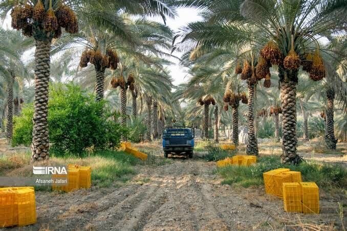 🔸 Zahedi date of Talha Dashtestan is recorded worldwide