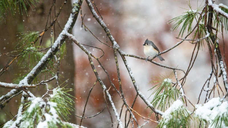 The great holiday bird-offTufted titmouse perched on pine boughs, Massachusetts (© Tim Laman/NPL/Minden Pictures)