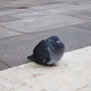 🕊 | pigeons confession