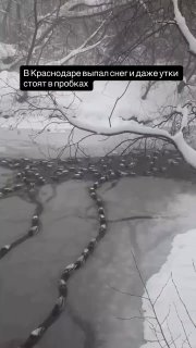 В Краснодаре утки попали в пробку из-за недавно выпавшего снегаВсё как у людей