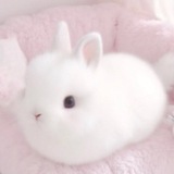 𝓶𝓲𝓷𝓸𝓻𝔂 𝓬𝓸𝓼𝓹𝓵𝓪𝔂 🐇