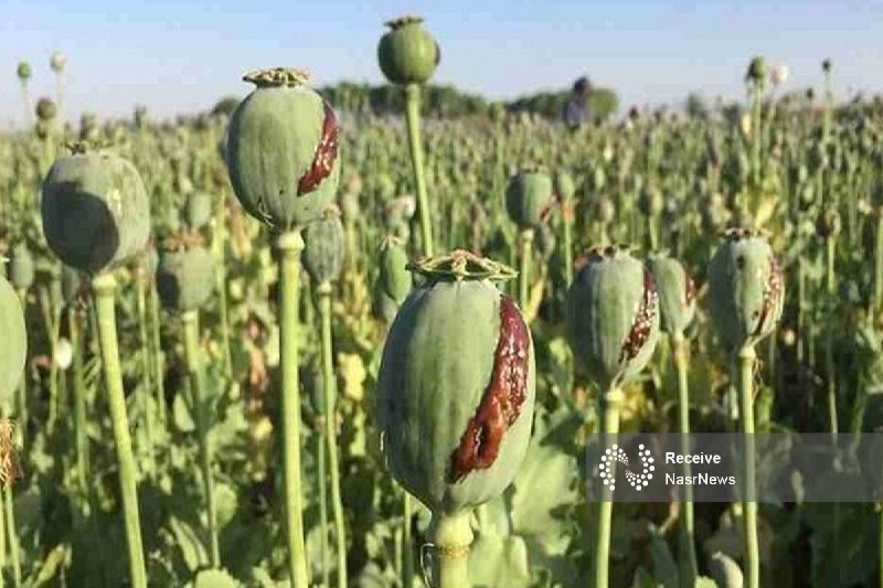 اخبار نصر: 📌در ستاد مبارزه با موادمخدر هیچ بحثی درباره کشت خشخاش وجود ندارد ▫️دبیرکل ستاد مبارزه با مواد مخدر تأکید کرد: کشت خشخاش