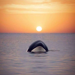 South Indian Movie Dubbed Hindi Download Telegram Group Link