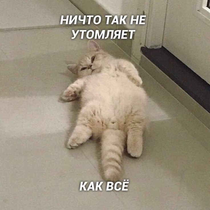 Неделя в самом разгаре, а это значит пора выбирать своего тотемного котика Какой сегодня вы? Я В ДОМИКЕ Please open Telegram to view this post VIEW... - изображение 1 - telegram, view, неделя