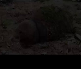 🎦 Spectacular photos of the treatment and release stages of the Caspian seal